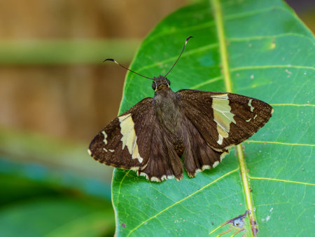 Celaenorrhinus leucocera butterfly on leaf near forestの写真素材