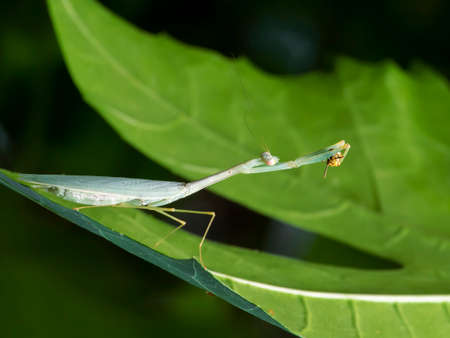 Green mantis eats a Bee