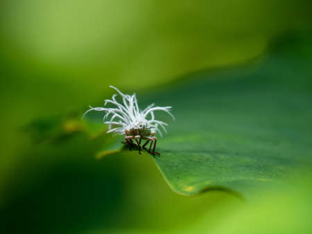 Beautiful bug crawford (allopium allocarsidara malayensis) wild bug on white leaves background