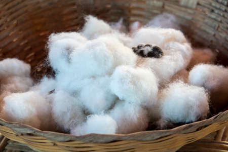 Closed up dry cotton flower