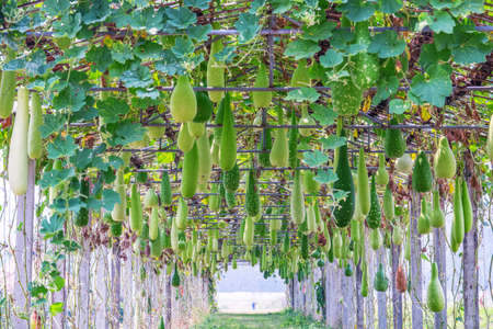 gourd, Calabash gourd fruit and trees in the gardenの写真素材