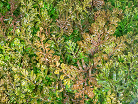 Selaginella erythropus,Spike Moss family in fern sheds