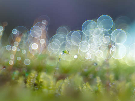 nice macro detail of water drop on leaf or green fern and bokey