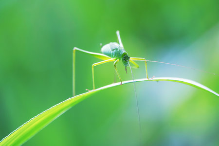 Background green grasshopper on a leaf.の写真素材