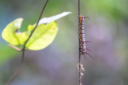 Image of caterpillar on the branches on a natural background. Insect. Animal.