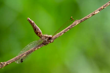 Image of an ant-lion (myrmeleontidae) on brown branch. insect. animal.
