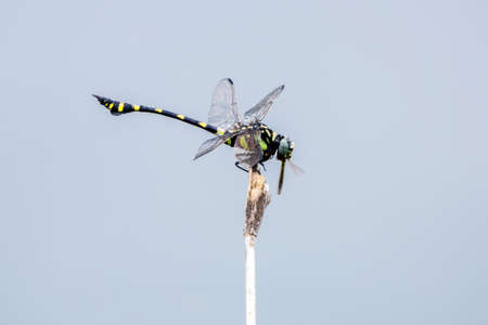 A Dragonfly close-up pictureの写真素材