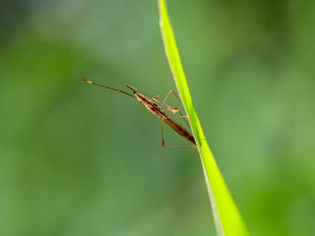 Hemiptera,beetle,bug,insect.の写真素材