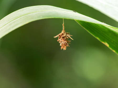 Bagworm moth cocoonの写真素材