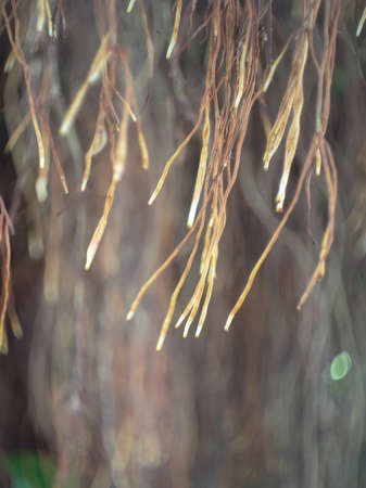 Dried Pine tree branchの写真素材