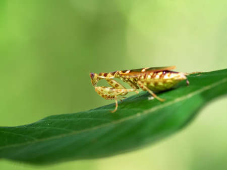Mantis lives on grass in asia thailand .