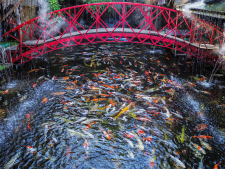 Colourful charming koi carp fishes moving in pond with shadow and light reflection, carp fishes swims under water surfaceの写真素材