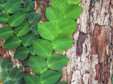 Air purifying ivy, or ficus pumila, is planted on tree. grow indoors to maintain a good environment.の写真素材