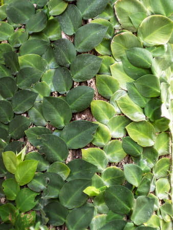 Air purifying ivy, or ficus pumila, is planted on tree. grow indoors to maintain a good environment.