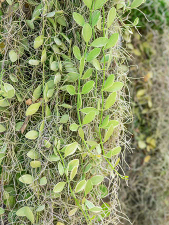 Spanish moss plant in the garden.の写真素材