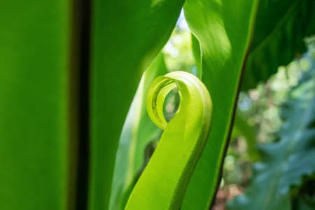 Fern asplenium nidus leafs close up, macro shot of tropicalの写真素材