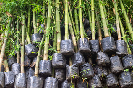 Bamboo plant seedlings in the nursery for natural backgroundの写真素材
