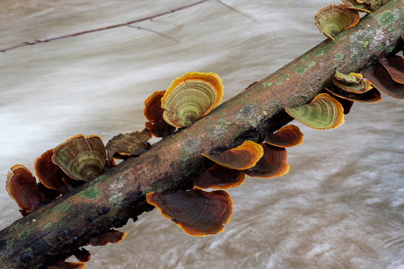 Mushrooms in the forest of thailand