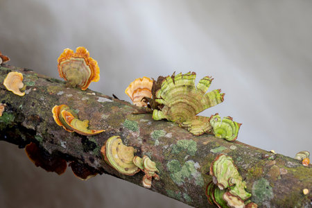 Mushrooms in the forest of thailand