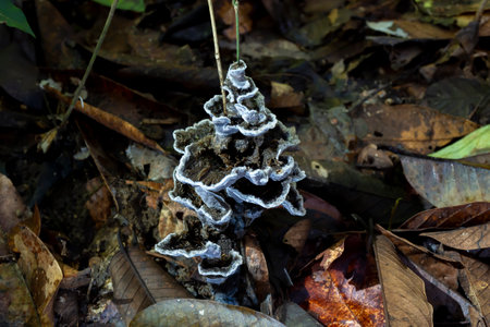 Mushrooms on the forest floor