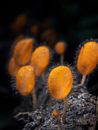 Mushroom in deep forest , cookeina tricholomaの写真素材