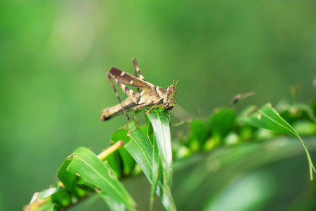 Brown grasshopper, locust on green leaf tree with natural black background,thailand