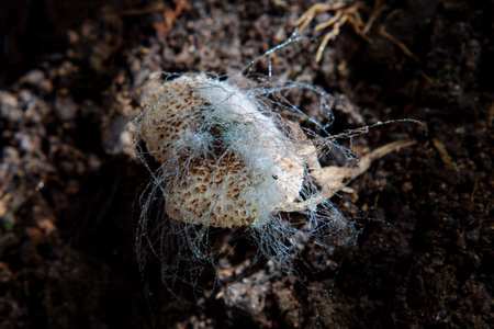 fungus on mushroom in forest