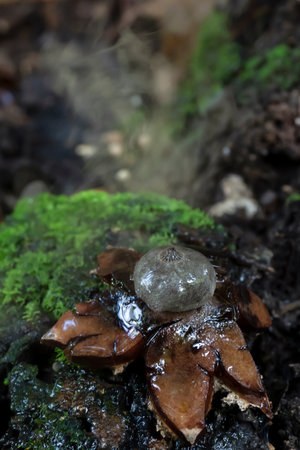 Amazing mushroom geastrum fimbriatum, commonly known as the fringed earthstar or the sessile earthstar.の写真素材