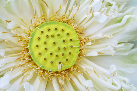 lotus pollen Close up white lotus flowerの写真素材