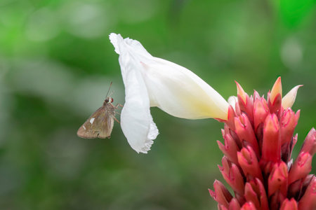 skipper butterfly on white flower