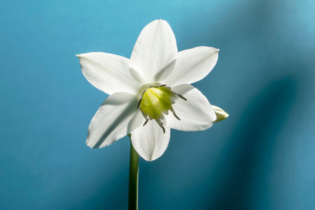 Beautiful eucharis, the english name amazon lily,の写真素材