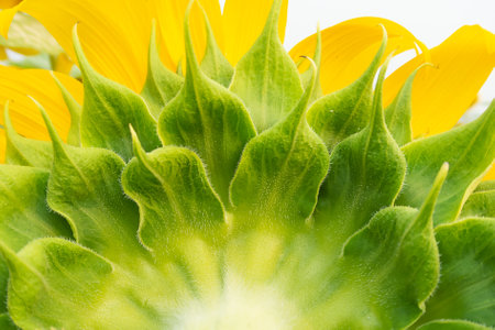 One big sunflower  in macro and skyの写真素材