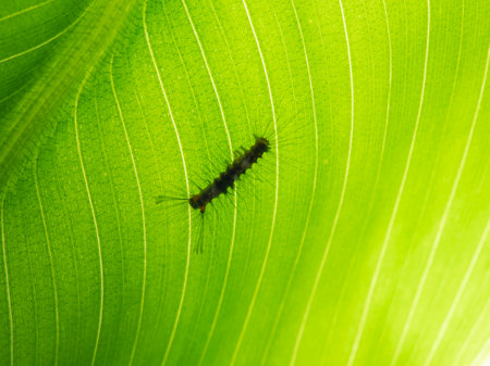 Brown caterpillar eating a green  plant in the fieldの写真素材