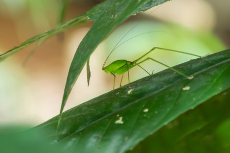 Background green grasshopper on a leaf.