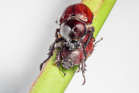 Horn beetle mate on white background. Trypoxylus dichotomus
