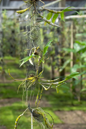 Green leaf of orchid plantの写真素材