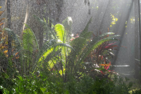 fern growing in rain forestの写真素材