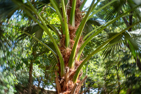 Palm plantation in the agriculture asianの写真素材