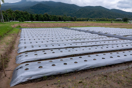 Young plants are grown in the green house