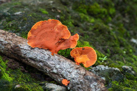 Mushrooms on the tree, close upの写真素材