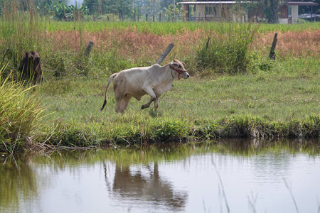 The calf running on a summer pastureの写真素材