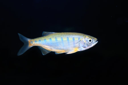 Fish in flash water thailand