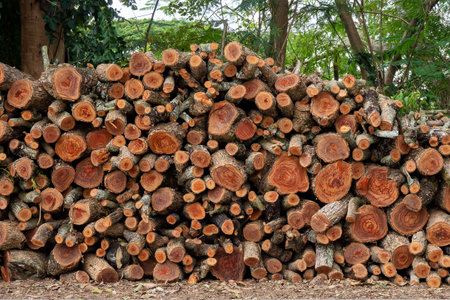 Pile of chopped fire wood prepared for winter