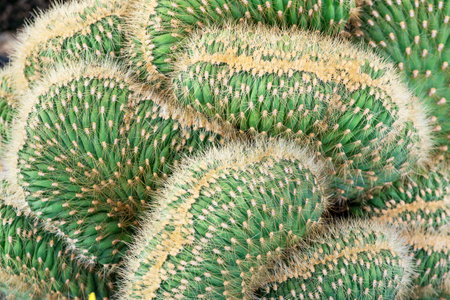 beautiful wonderful cactusの写真素材