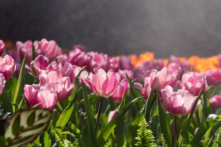 Tulip flowers and foggy in the garden.の写真素材