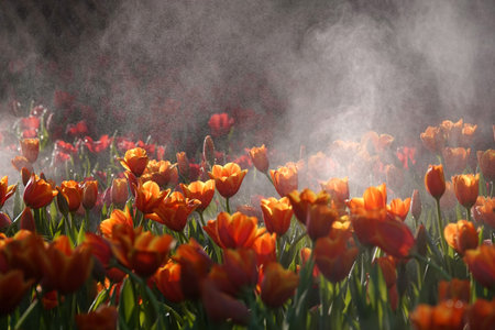 Blooming tulips flowerbed in flower garden  in fogの写真素材
