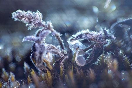 Morning dew froze on a green grassy lawn and turned it into a white veil in the rays of sunlightの写真素材