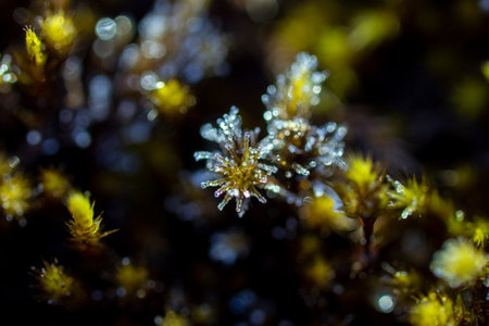 Morning dew froze on  flower lawn and turned it into a white veil in the rays of sunlightの写真素材