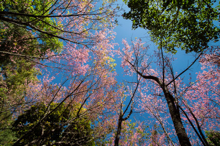 Cherry blossoms in full bloom with beautiful pink petalsの写真素材