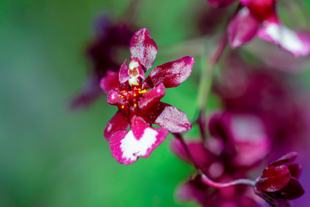 Dancing Lady orchid (Oncidium Varicosum, Oncidium Goldiana)